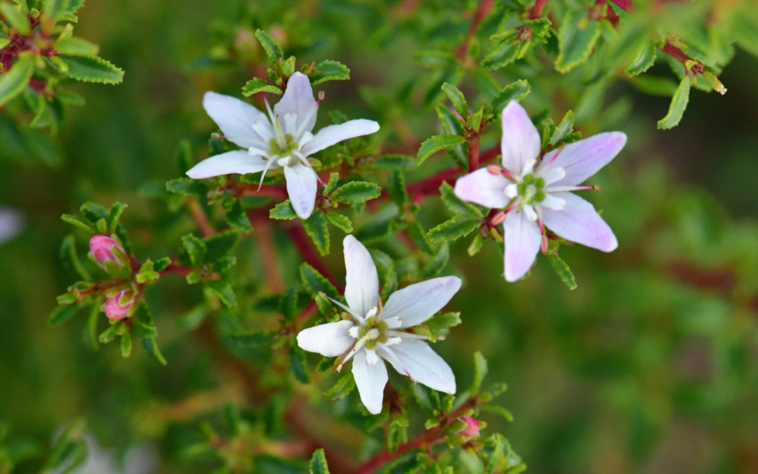 Agathosma Betulina (Buchu)