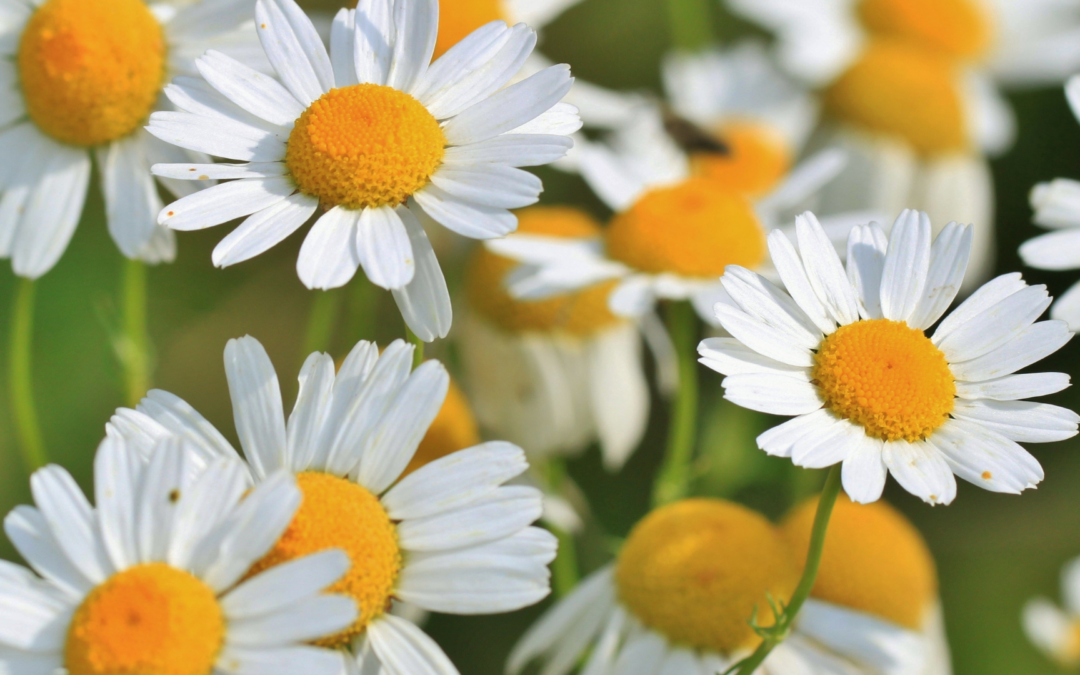 Matricaria Recutita (German Chamomile)