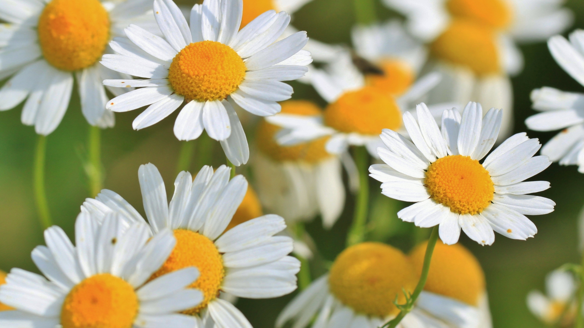 Mellowly Tea Chamomile