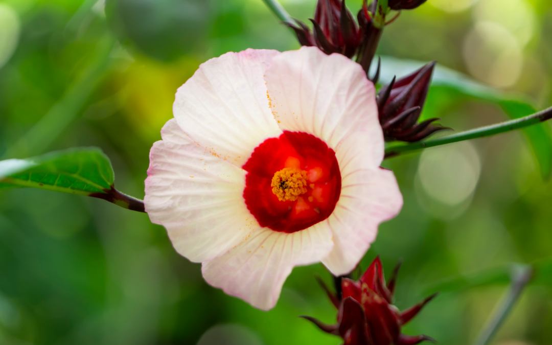 Roselle Sabdariffa (Hibiscus)