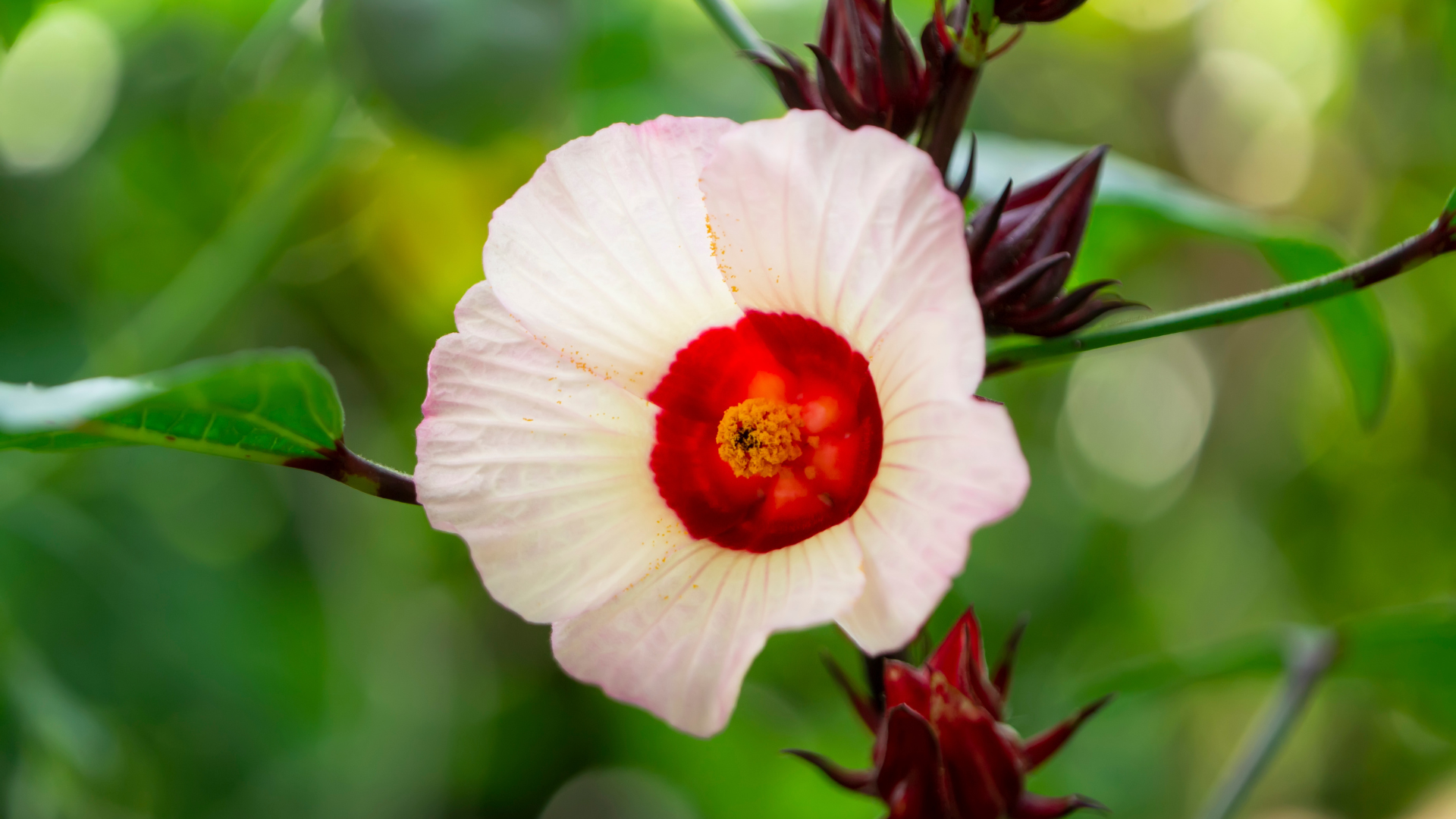 Mellowly Tea Hibiscus