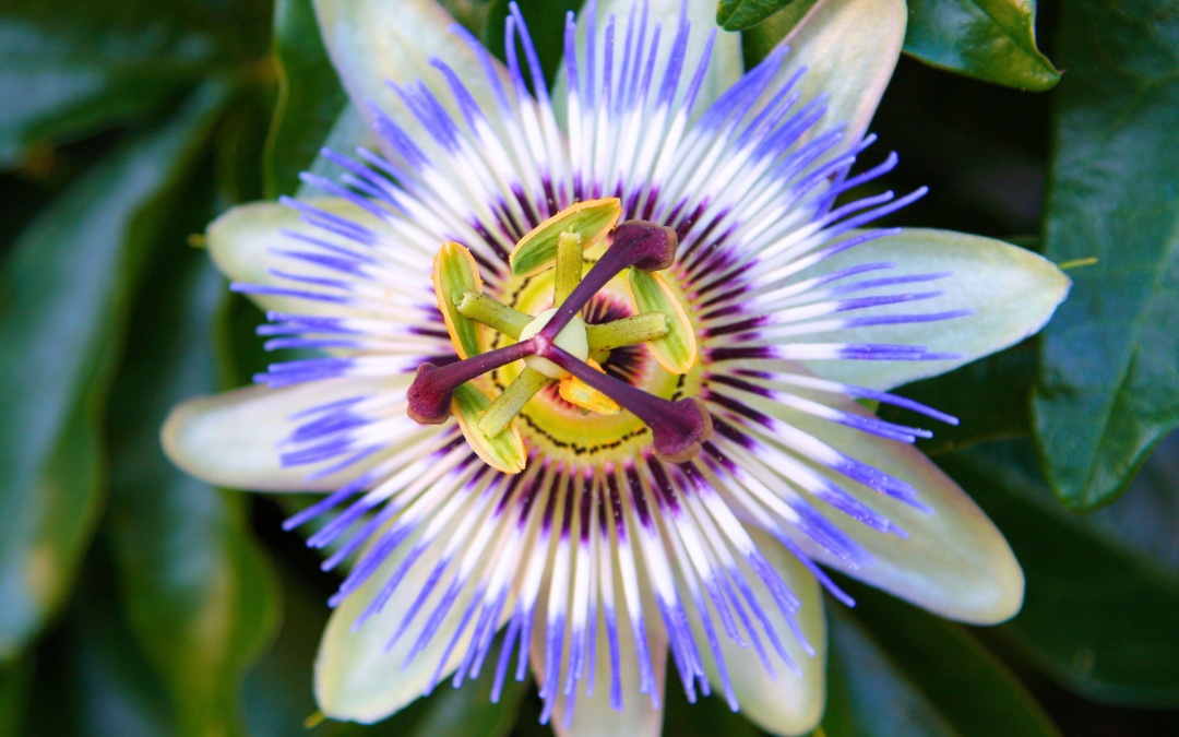 Passiflora Incarnata (Passion Flower)