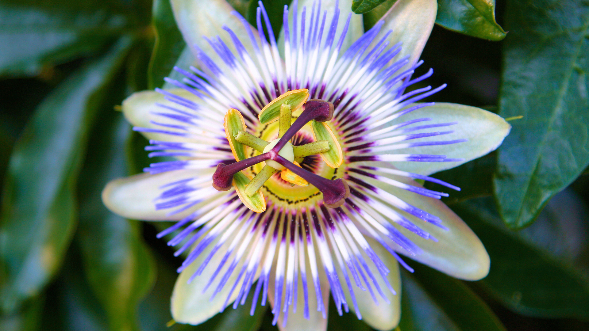 Mellowly Tea Passion Flower