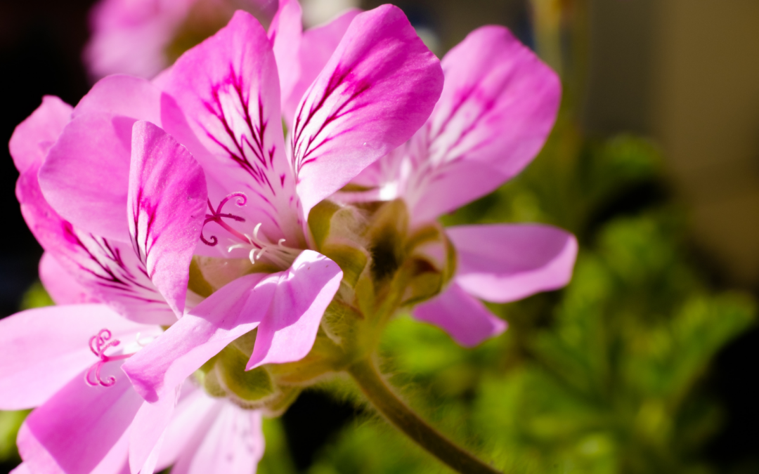 Pelargonium Citronellum (Lemon-scented pelargonium)