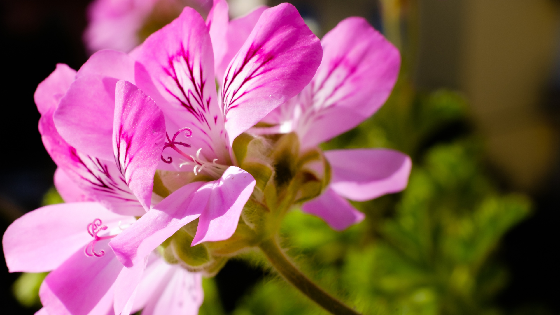Mellowly Tea Pelargonium