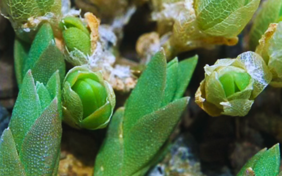 Sceletium Tortuosum (Kanna/Kougoed)
