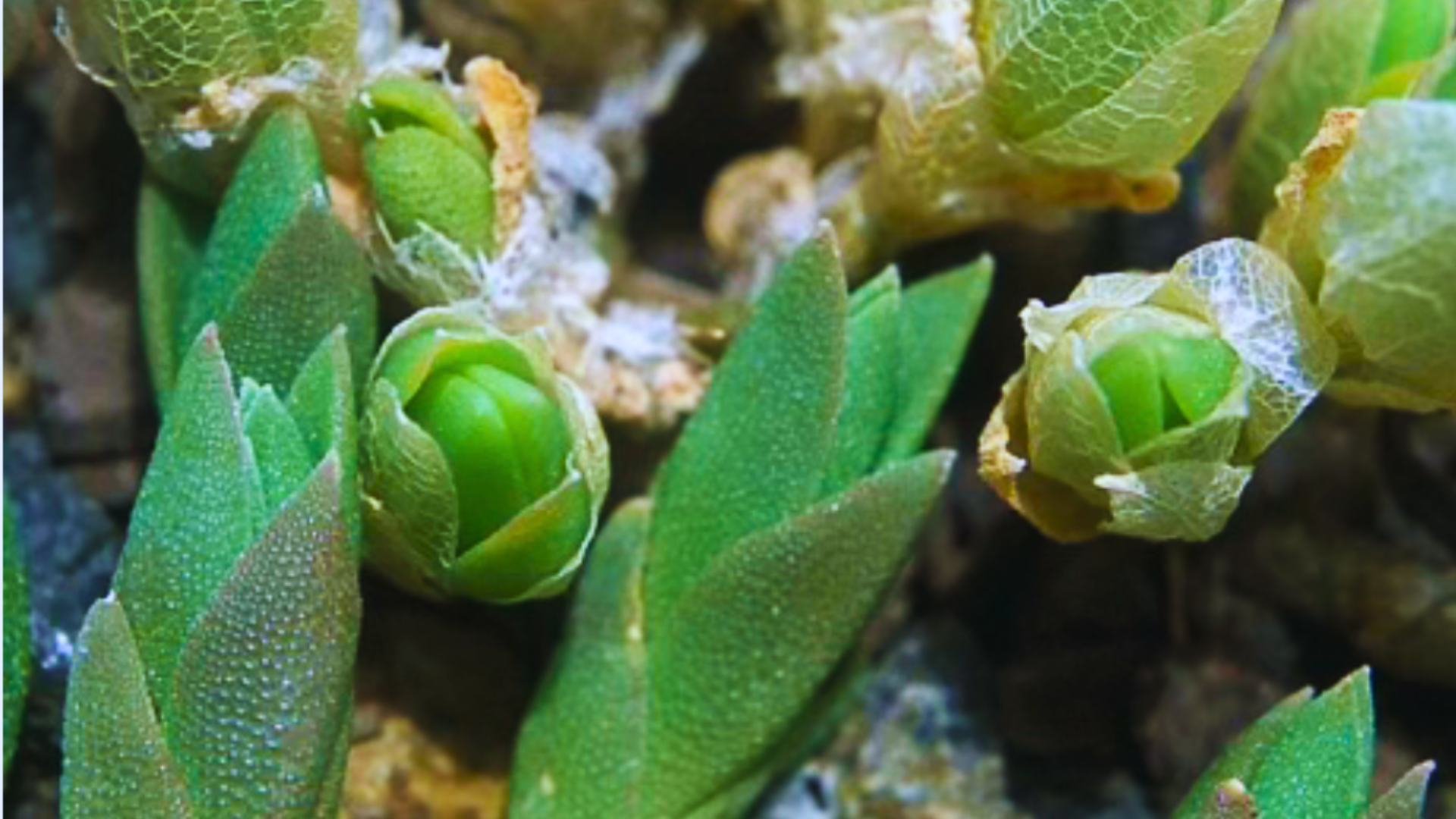 Mellowly Tea Sceletium