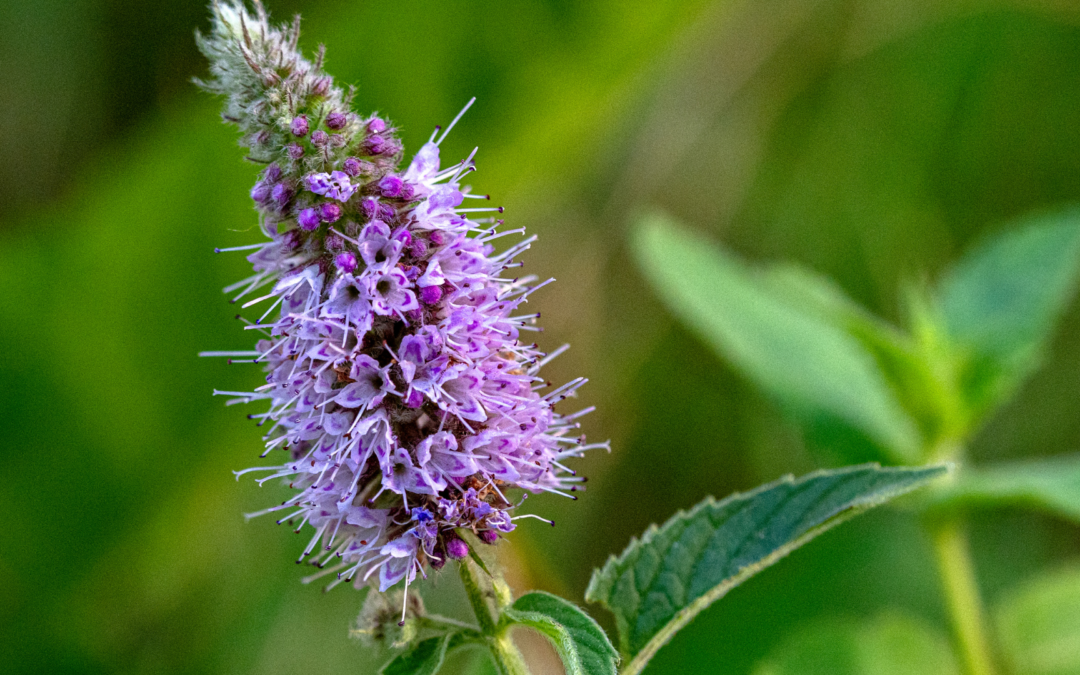Mentha Longifolia (Cape Wild Mint)