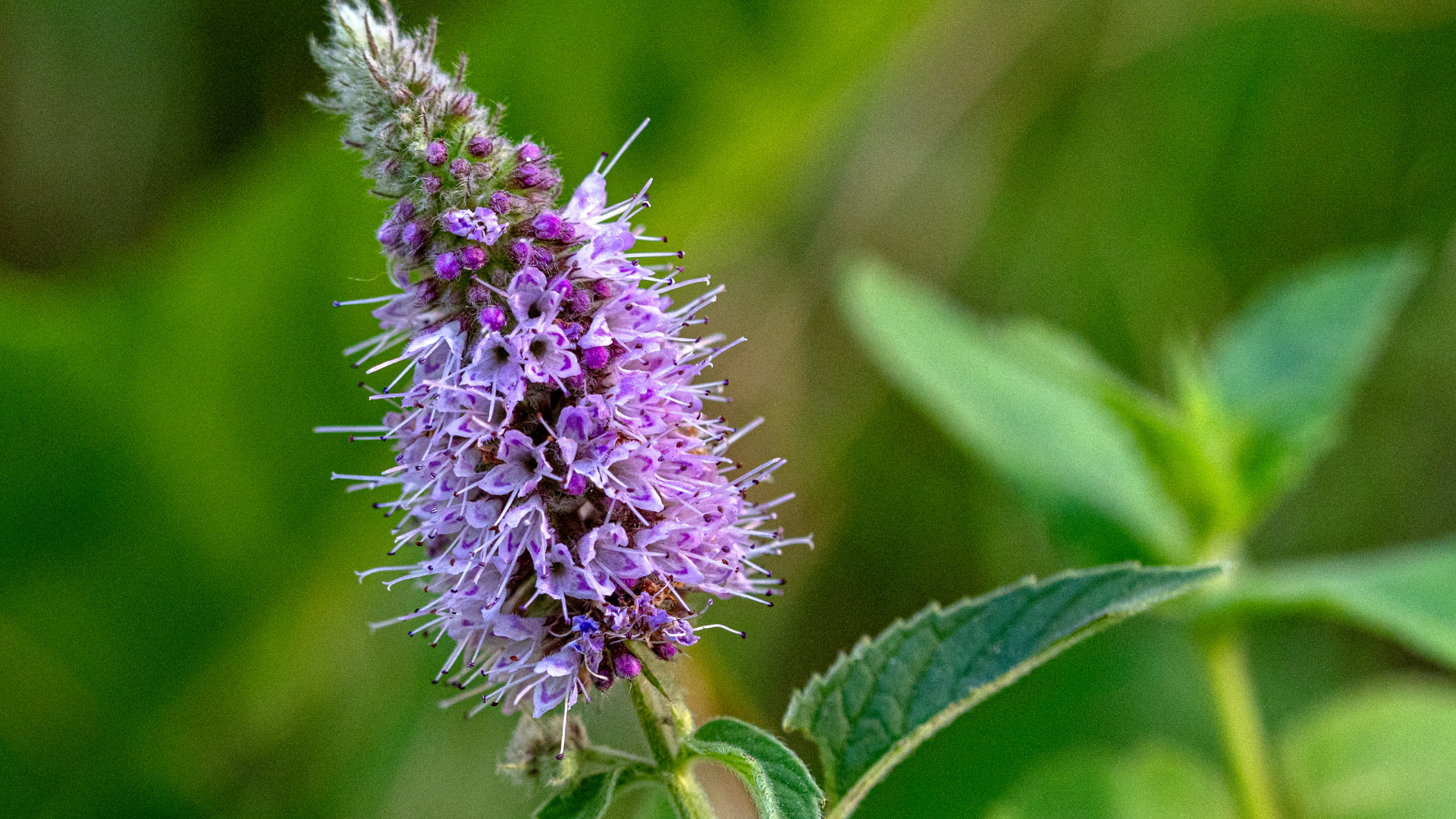Mellowly Tea Wild Mint